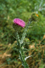 Cirse commun, Cirse lanceolé, Cirsium vulgare