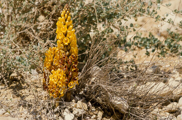 Cistanche, orobranche, Cistanche tubulosa, Tubulosa Cistanche, Désert du Néguev, Israel
