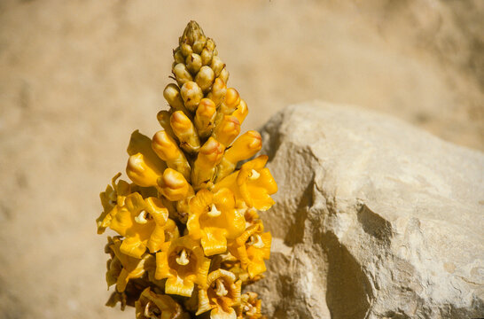 Cistanche, orobranche, Cistanche tubulosa, Tubulosa Cistanche, D&eacute;sert du N&eacute;guev, Israel