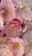pink spring flower