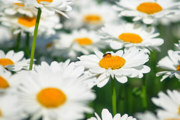 field daisies. many summer flowers in  meadow on sunny day