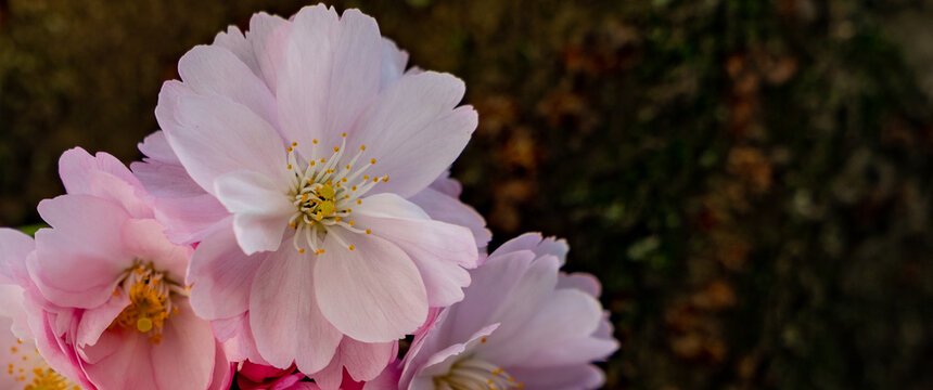 pink spring flower, with free space to the right of the image with dark background