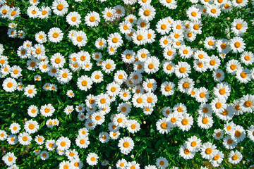 lot of daisies. summer flowers on the field. view from above. overhead