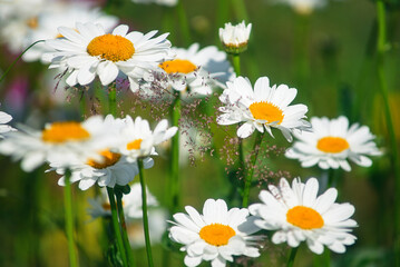 field daisies. many summer flowers in  meadow on sunny day
