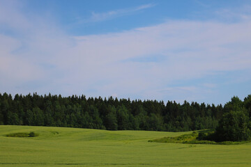 Fototapeta na wymiar View of a young green field against a background of forest and blue sky.