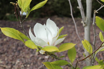 flor blanca de árbol en primavera