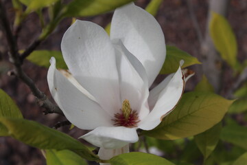 flor blanca de árbol en primavera