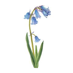 Blue hyacinthus flower (bluebell, Hyacinthoides massartiana, wild hyacinth, fairy flower, bell bottle, snowdrop). Watercolor hand drawn painting illustration isolated on white background.