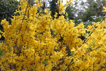 flores amarrillas en planta floreciendo en primavera