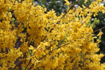 flores amarrillas en planta floreciendo en primavera