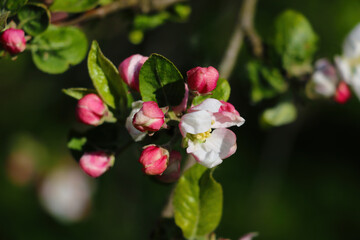 Fototapeta na wymiar Blooming branch of apple tree in spring in the garden.
