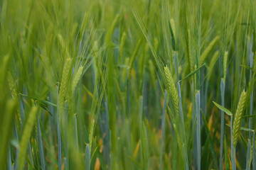 Young green wheat field in spring, texture, background.