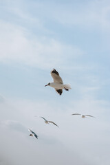 A flock of large, beautiful white sea gulls fly against the blue sky, soaring above the clouds and the ocean, spreading their long wings in sunny weather. Spring photography of birds.
