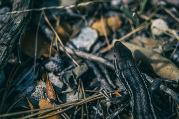 top of the head of a lizard camouflaged on the ground