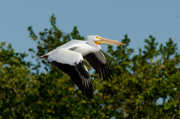 Pélican d'Amérique,.Pelecanus erythrorhynchos, American White Pelican