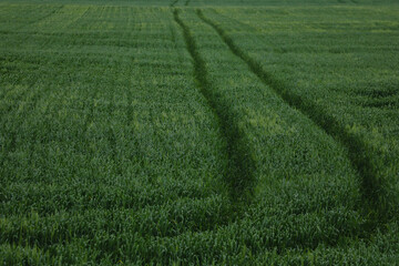 Obraz premium Young green wheat field in spring, texture, background.