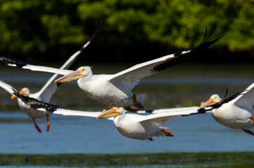 Pélican d'Amérique,.Pelecanus erythrorhynchos, American White Pelican