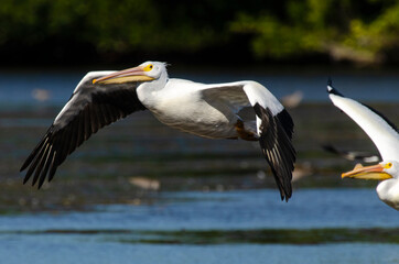 Fototapeta na wymiar Pélican d'Amérique,.Pelecanus erythrorhynchos, American White Pelican