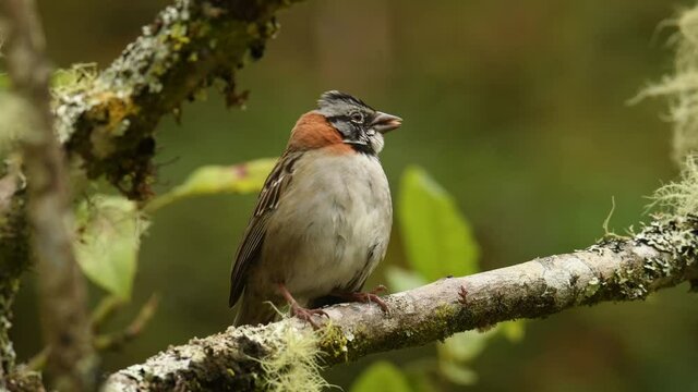 Rufous-collared Sparrow - Zonotrichia capensis is an American sparrow found in a wide range of habitats, from the extreme south-east of Mexico to Tierra del Fuego, sitting and singing on the branch