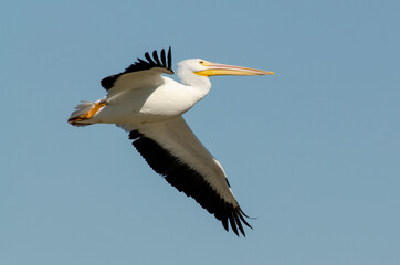 Pélican d'Amérique,.Pelecanus erythrorhynchos, American White Pelican