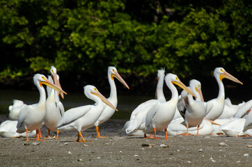 Pélican d'Amérique,.Pelecanus erythrorhynchos, American White Pelican