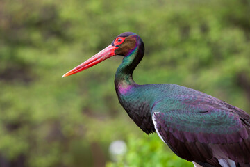 side face portrait of a rainbow colored black stork a blurry green background