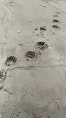 bear footprints in the sand