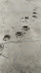 bear footprints in the sand