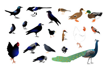 Set of different wild birds. Isolated on white background. Stock vector illustration.