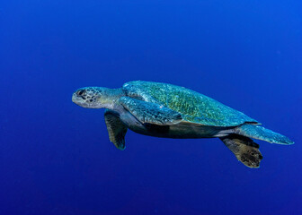 Green sea turtle (Chelonia mydas) at Darwin Island of Galapagos
