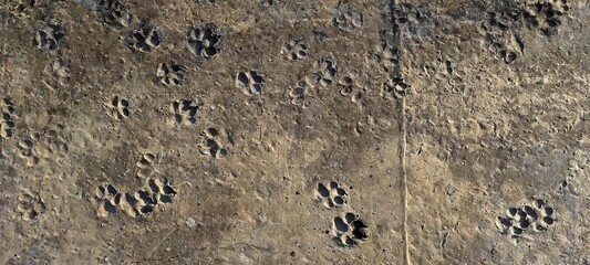 Dog paws, footsteps print on the clement ground background texture
