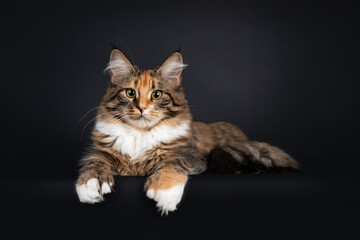 Obraz premium Young polydactyl tortie Maine Coon cat kitten, laying side ways on edge. Front paws over dge showing the extra toes. Looking towards camera. Isolated on black background.