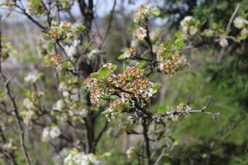 flores blancas de árbol en primavera