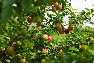 Ripe cherry plum on a branch. Red-yellow plum fruit. Orchard. The maturation of the fruit. Summer fruit on a soft blurry background. Red and green shades. Vitamins. Selective focus