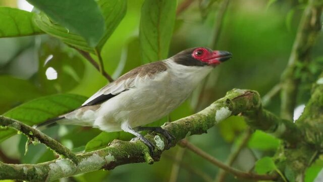 Masked tityra - Tityra semifasciata medium-sized passerine black and white bird with the red beak and eye, traditionally placed in the tyrant flycatcher family,  in Tityridae, green background