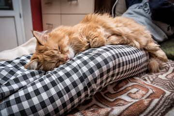 red fluffy cat sleeping on female legs