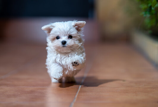 cachorro de bichon maltes jugando con una pelota y corriendo
