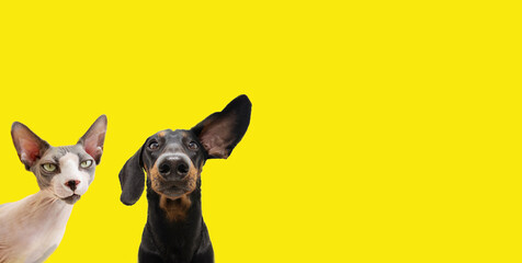 Banner two funny pets listening  expression. dachshund dog and curious sphynx cat. Isolated colored...