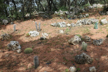 cactus en el desierto con piedras 