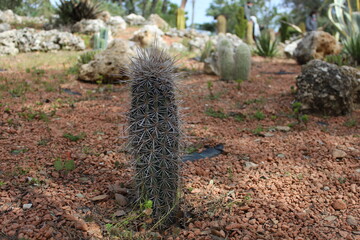 cactus en el desierto con piedras 