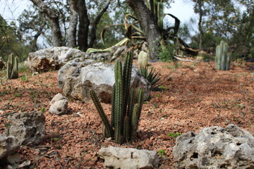cactus en el desierto con piedras 