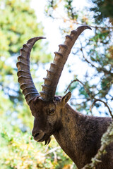 Mountain goat (Capra pyrenaica) in Cerdagne, Pyrenees, France