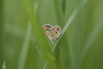 Beautiful Butterfly on Nature
