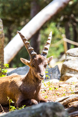 Mountain goat (Capra pyrenaica) in Cerdagne, Pyrenees, France