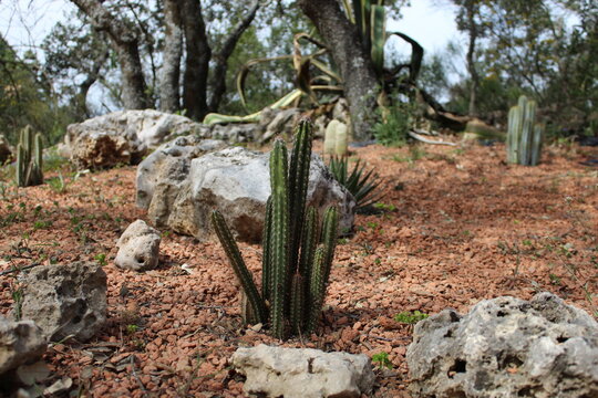 cactus en el desierto con piedras 