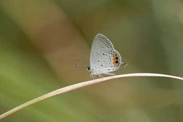 Beautiful Butterfly on Nature