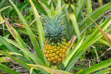 this pic show the pineapple fruit in the garden, it's a tropical fruit