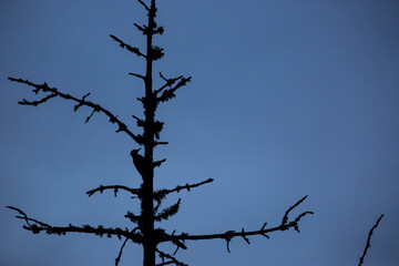 Great Spotted Woodpecker (Dendrocopos major) in Font Romeu, Pyrenees, France