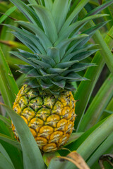 this pic show the pineapple fruit in the garden, it's a tropical fruit