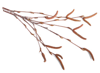 Birch Tree (Betula Pendula) Twigs with Medicinal Buds and Catkins. Also known as Silver Birch, Warty Birch, European White or East Asian White Birch. Isolated on White.